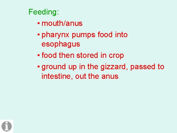 Feeding: • mouth/anus • pharynx pumps food into esophagus • food then stored in