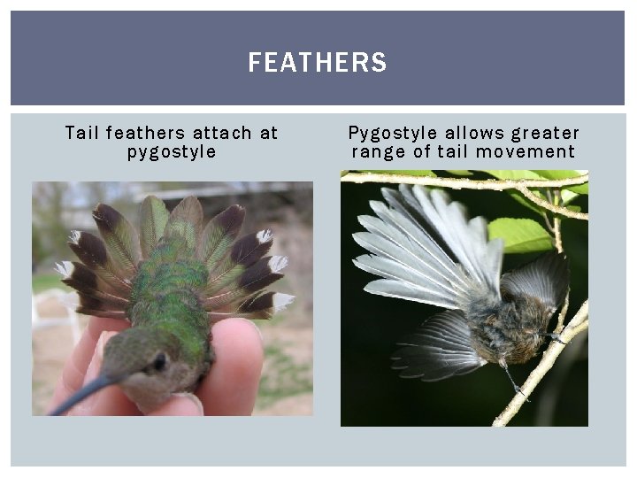 FEATHERS Tail feathers attach at pygostyle Pygostyle allows greater range of tail movement 