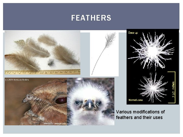 FEATHERS Various modifications of feathers and their uses 