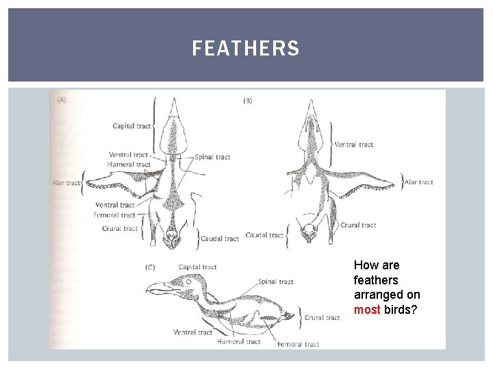 FEATHERS How are feathers arranged on most birds? 