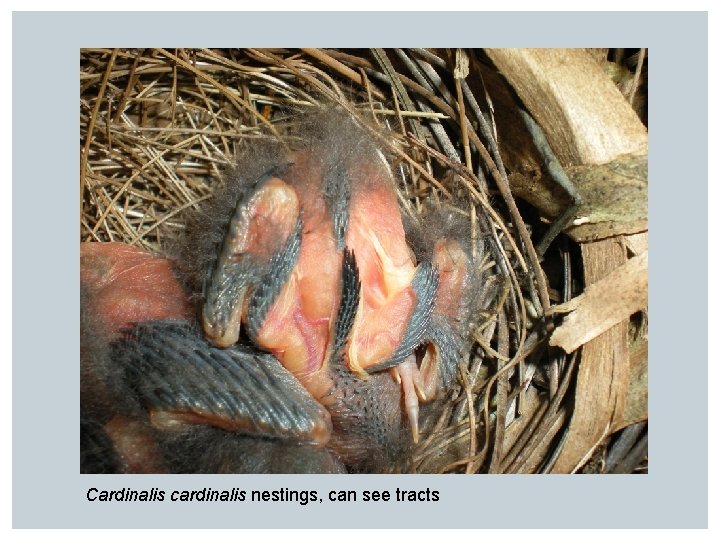 Cardinalis cardinalis nestings, can see tracts 
