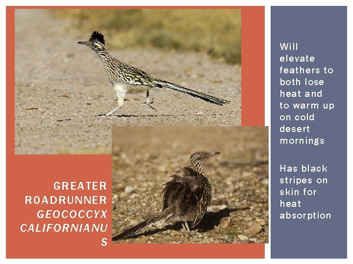 Will elevate feathers to both lose heat and to warm up on cold desert