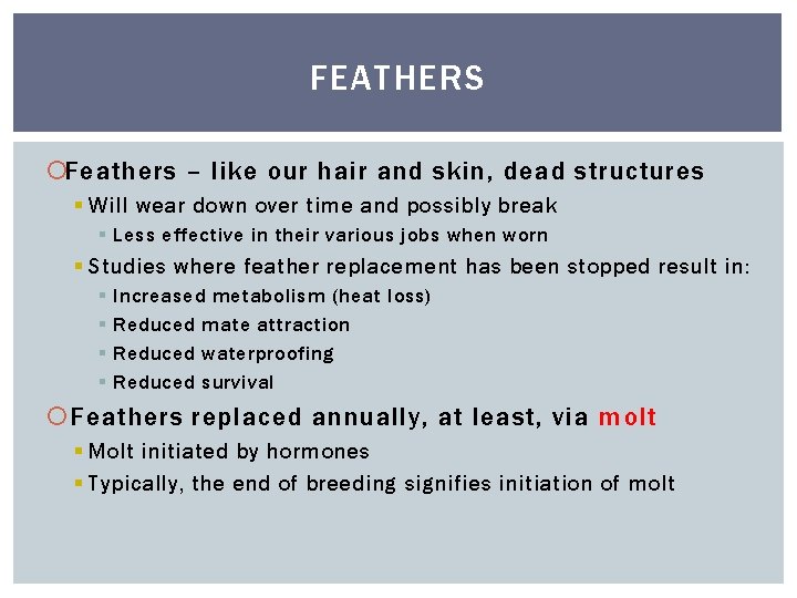 FEATHERS Feathers – like our hair and skin, dead structures § Will wear down