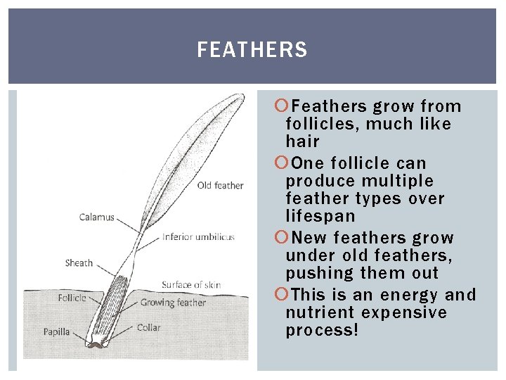 FEATHERS Feathers grow from follicles, much like hair One follicle can produce multiple feather