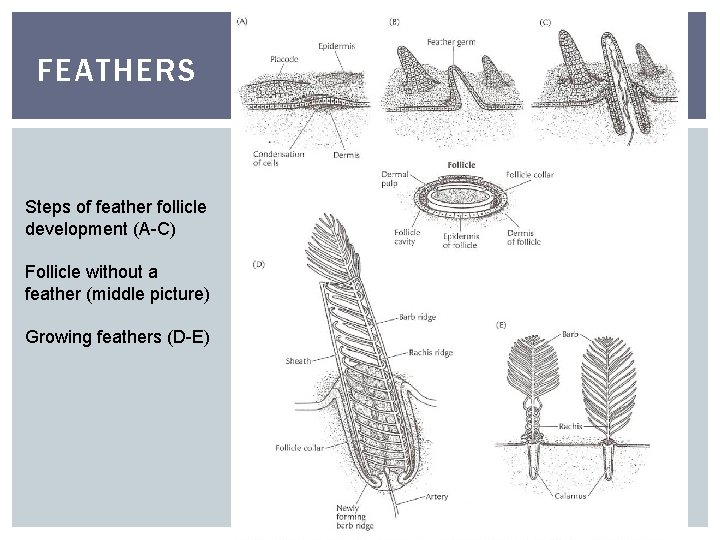 FEATHERS Steps of feather follicle development (A-C) Follicle without a feather (middle picture) Growing