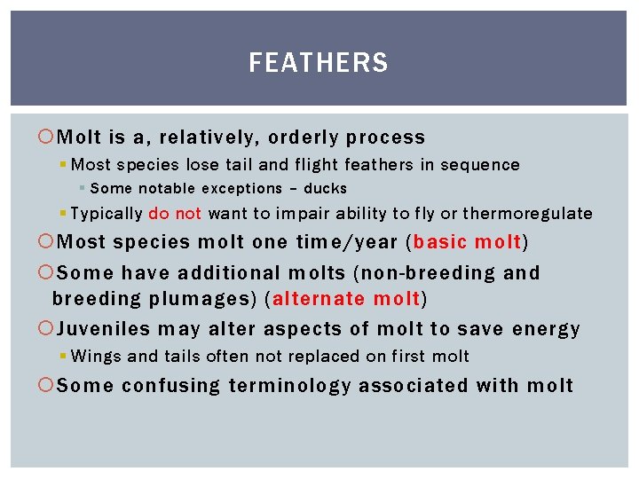 FEATHERS Molt is a, relatively, orderly process § Most species lose tail and flight