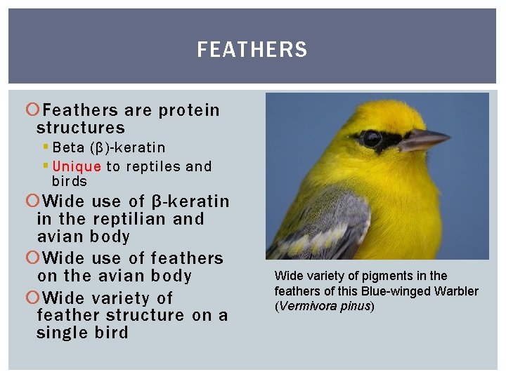 FEATHERS Feathers are protein structures § Beta (β)-keratin § Unique to reptiles and birds