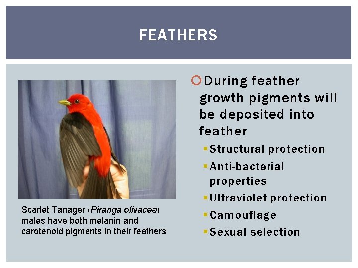 FEATHERS During feather growth pigments will be deposited into feather Scarlet Tanager (Piranga olivacea)