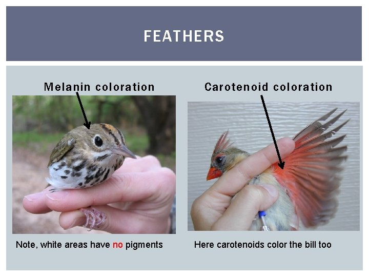 FEATHERS Melanin coloration Note, white areas have no pigments Carotenoid coloration Here carotenoids color