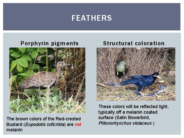 FEATHERS Porphyrin pigments The brown colors of the Red-crested Bustard (Eupodotis ruficrista) are not