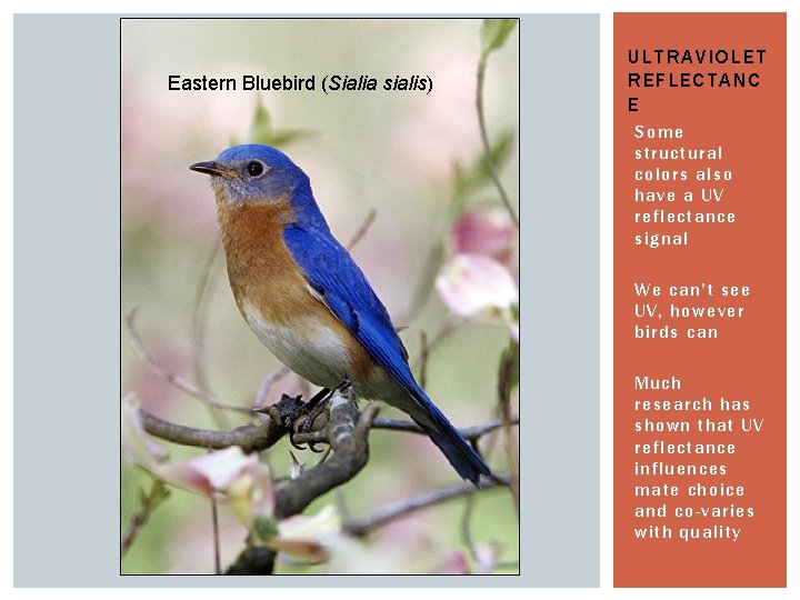 Eastern Bluebird (Sialia sialis) ULTRAVIOLET REFLECTANC E Some structural colors also have a UV