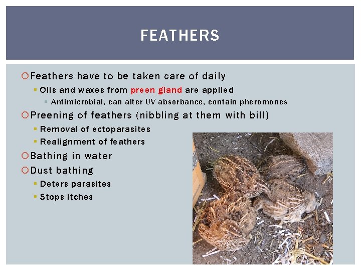 FEATHERS Feathers have to be taken care of daily § Oils and waxes from