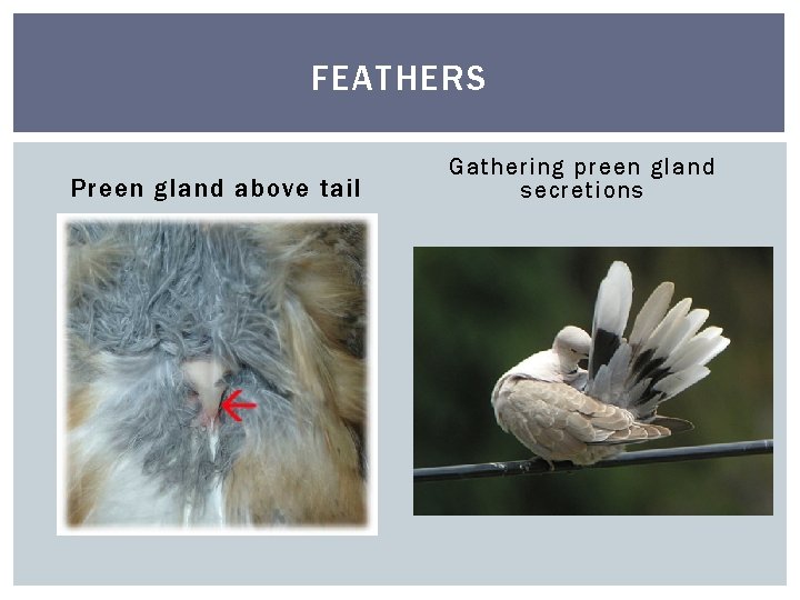 FEATHERS Preen gland above tail Gathering preen gland secretions 