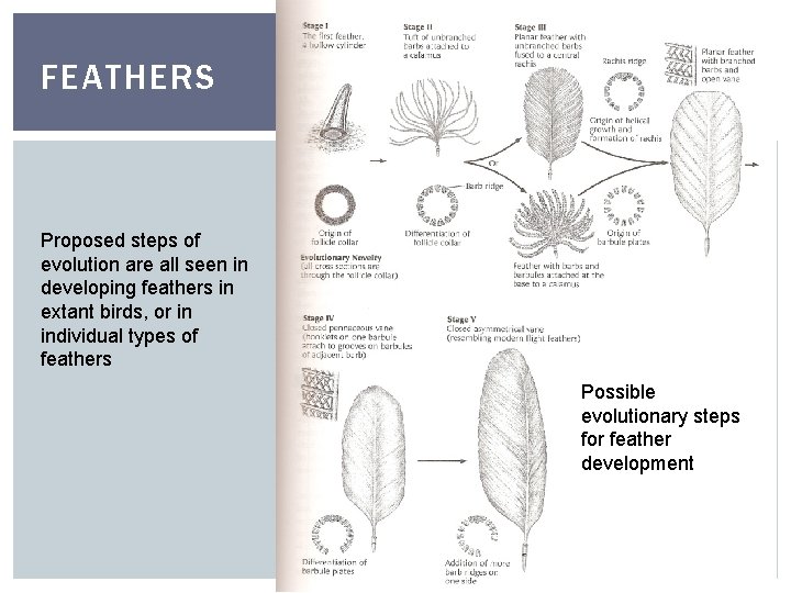 FEATHERS Proposed steps of evolution are all seen in developing feathers in extant birds,