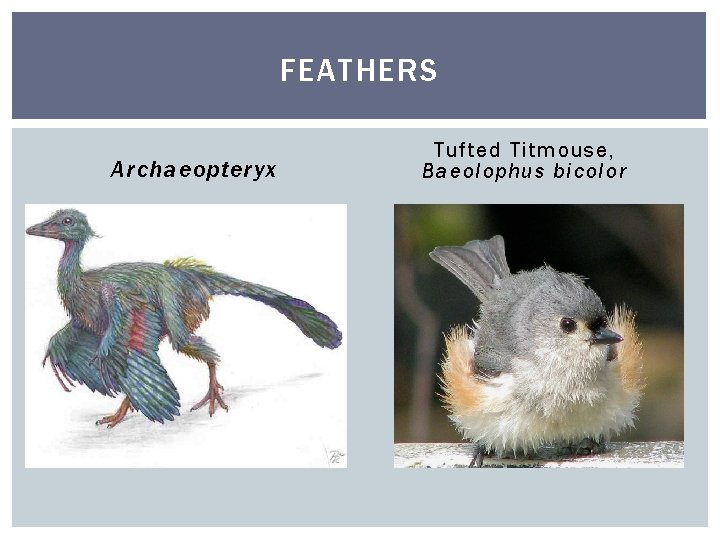 FEATHERS Archaeopteryx Tufted Titmouse, Baeolophus bicolor 