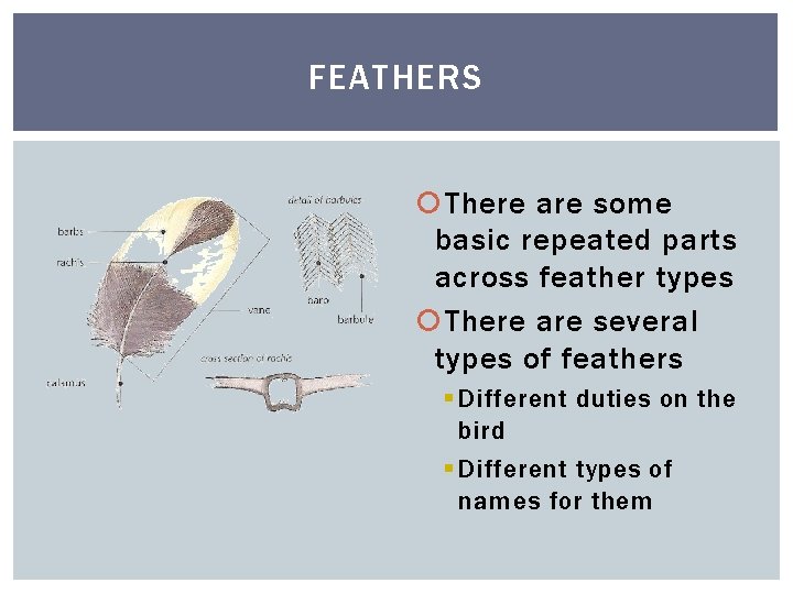 FEATHERS There are some basic repeated parts across feather types There are several types