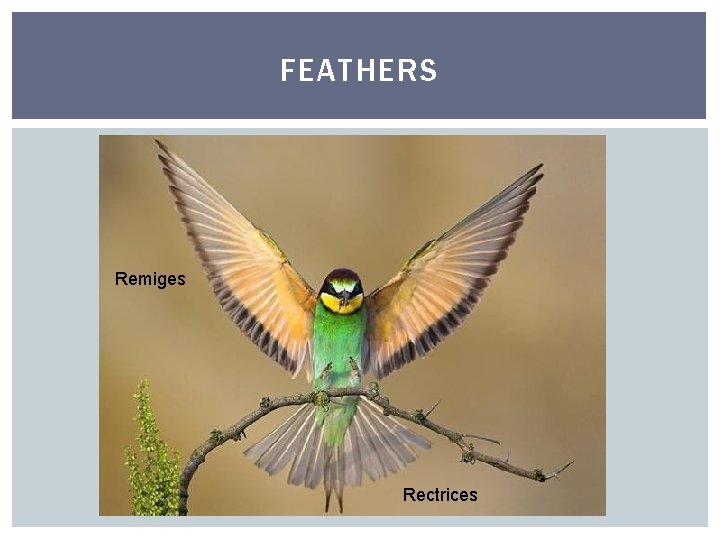 FEATHERS Remiges Rectrices 