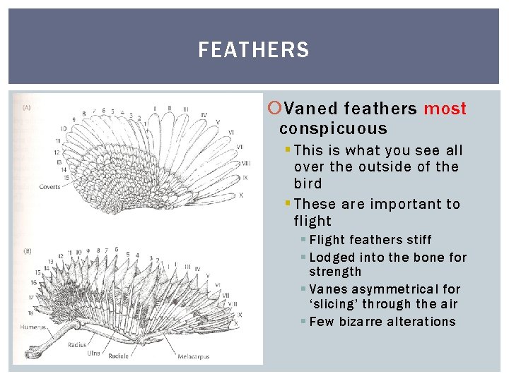 FEATHERS Vaned feathers most conspicuous § This is what you see all over the