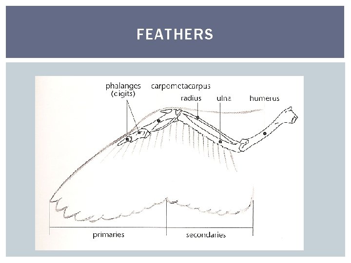 FEATHERS 