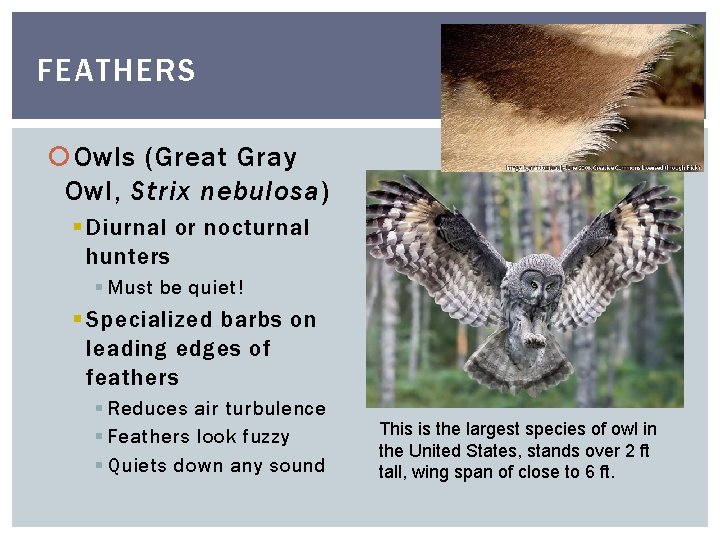 FEATHERS Owls (Great Gray Owl, Strix nebulosa) § Diurnal or nocturnal hunters § Must