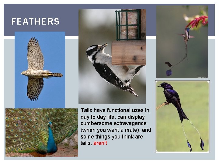 FEATHERS Tails have functional uses in day to day life, can display cumbersome extravagance