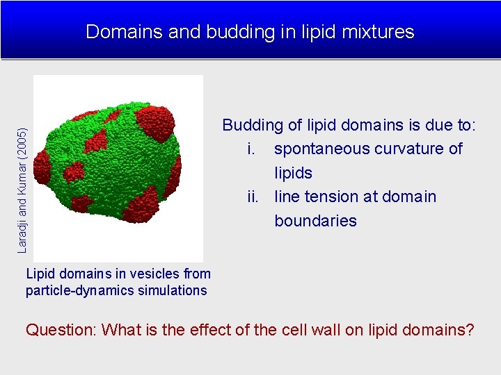 Laradji and Kumar (2005) Domains and budding in lipid mixtures Budding of lipid domains