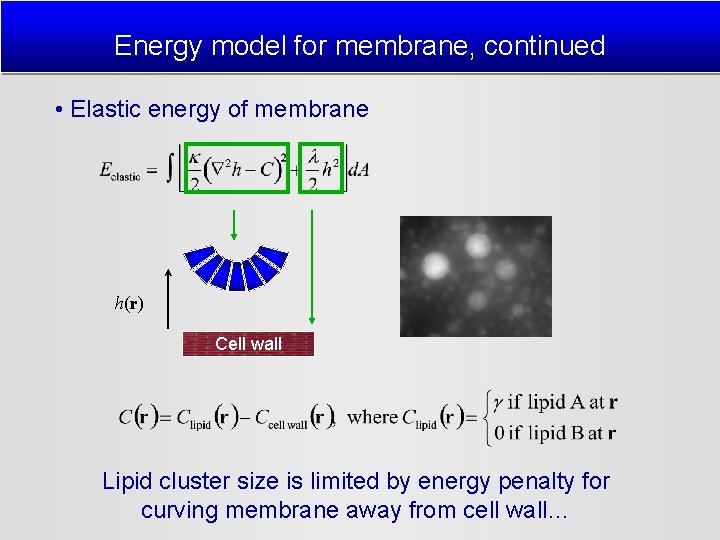 Energy model for membrane, continued • Elastic energy of membrane h(r) Cell wall Lipid