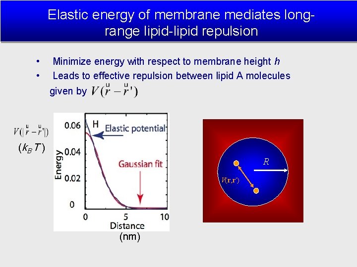 Elastic energy of membrane mediates longrange lipid-lipid repulsion • • Minimize energy with respect