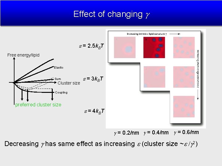 Effect of changing = 2. 5 k. BT Free energy/lipid Elastic Sum Cluster size