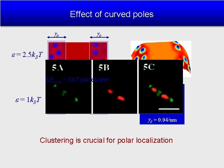 Effect of curved poles ΔEpole ~ 5 k. T per cluster (Mileykovskaya 2000) =