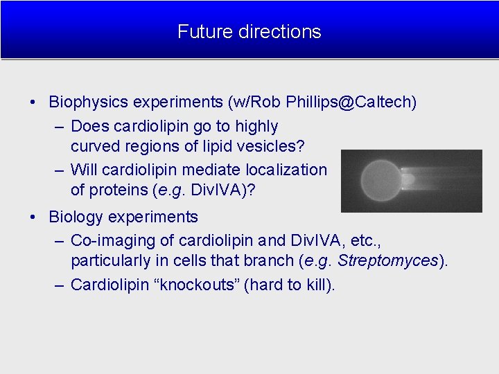 Future directions • Biophysics experiments (w/Rob Phillips@Caltech) – Does cardiolipin go to highly curved