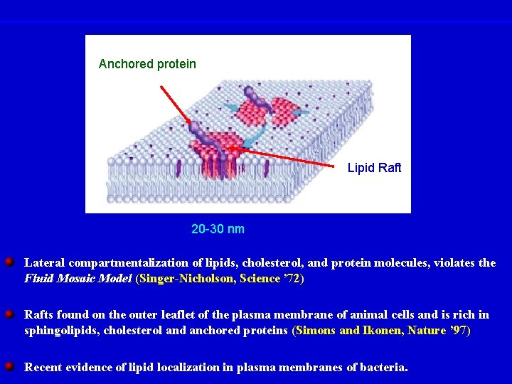 Anchored protein Lipid Raft 20 -30 nm Lateral compartmentalization of lipids, cholesterol, and protein