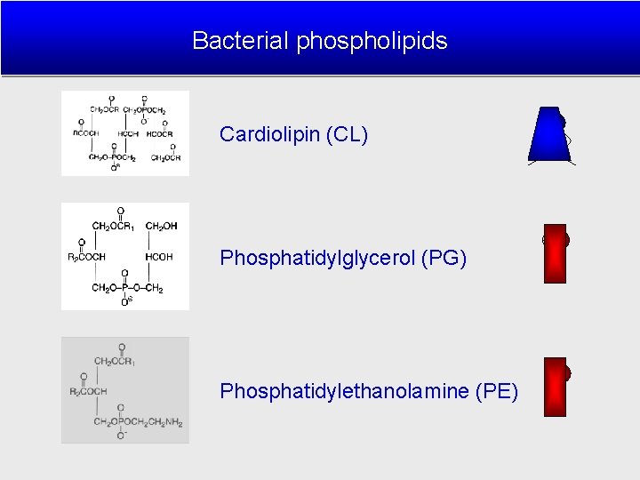 Bacterial phospholipids Cardiolipin (CL) Phosphatidylglycerol (PG) Phosphatidylethanolamine (PE) CL PG PE 