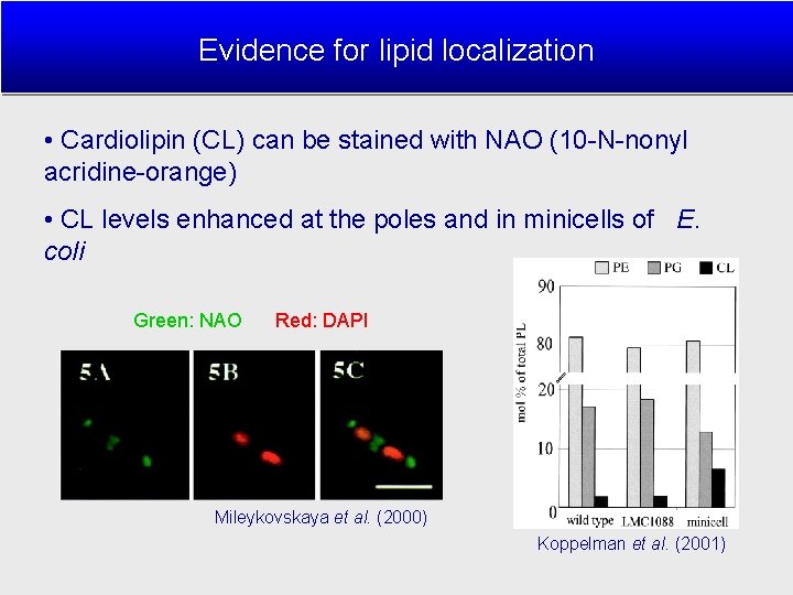 Evidence for lipid localization • Cardiolipin (CL) can be stained with NAO (10 -N-nonyl