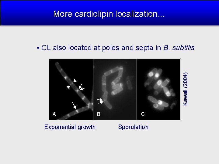 More cardiolipin localization… Kawaii (2004) • CL also located at poles and septa in