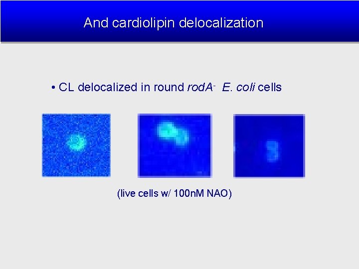 And cardiolipin delocalization • CL delocalized in round rod. A- E. coli cells (live