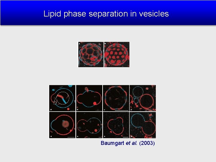 Lipid phase separation in vesicles Baumgart et al. (2003) 