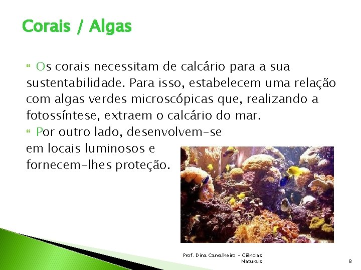 Corais / Algas Os corais necessitam de calcário para a sustentabilidade. Para isso, estabelecem