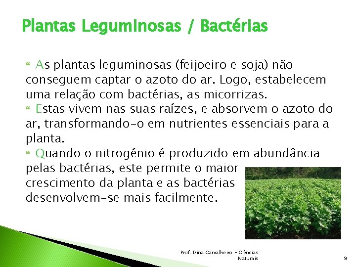 Plantas Leguminosas / Bactérias As plantas leguminosas (feijoeiro e soja) não conseguem captar o