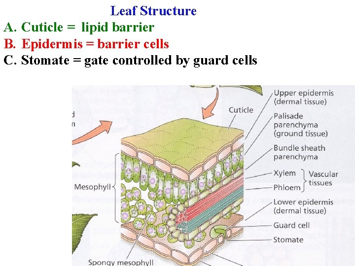 Leaf Structure A. Cuticle = lipid barrier B. Epidermis = barrier cells C. Stomate