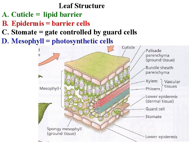 Leaf Structure A. Cuticle = lipid barrier B. Epidermis = barrier cells C. Stomate