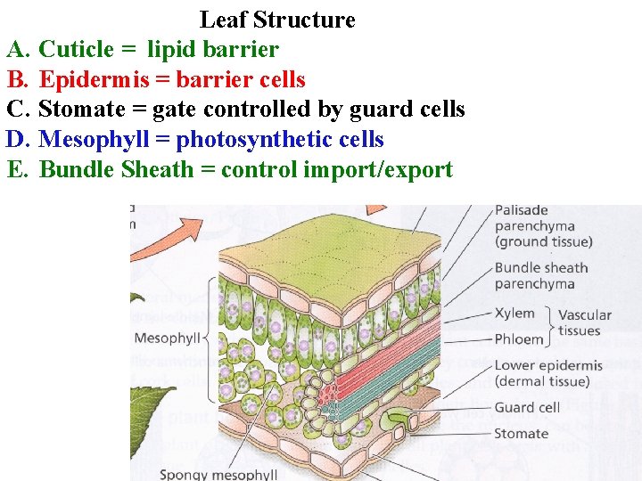 Leaf Structure A. Cuticle = lipid barrier B. Epidermis = barrier cells C. Stomate