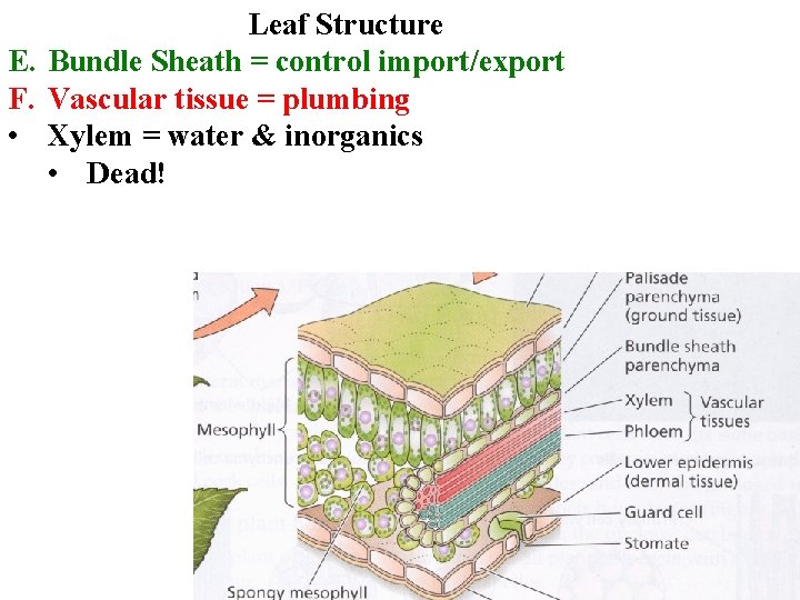 Leaf Structure E. Bundle Sheath = control import/export F. Vascular tissue = plumbing •