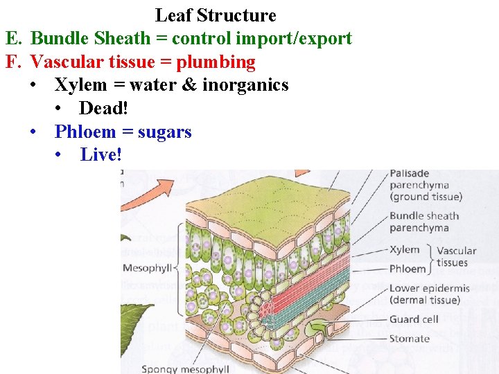 Leaf Structure E. Bundle Sheath = control import/export F. Vascular tissue = plumbing •