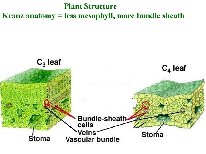Plant Structure Kranz anatomy = less mesophyll, more bundle sheath 