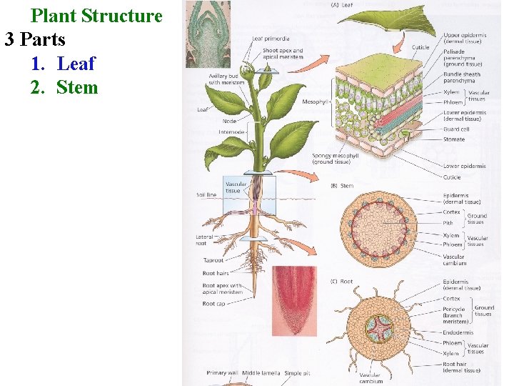 Plant Structure 3 Parts 1. Leaf 2. Stem 