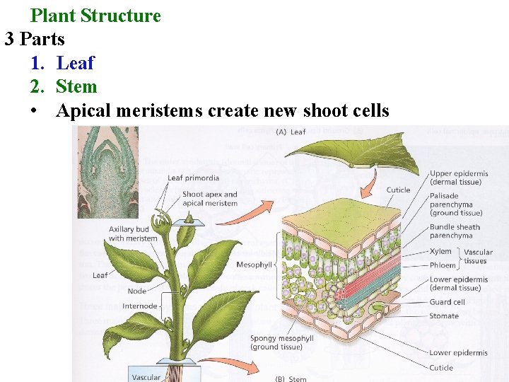 Plant Structure 3 Parts 1. Leaf 2. Stem • Apical meristems create new shoot