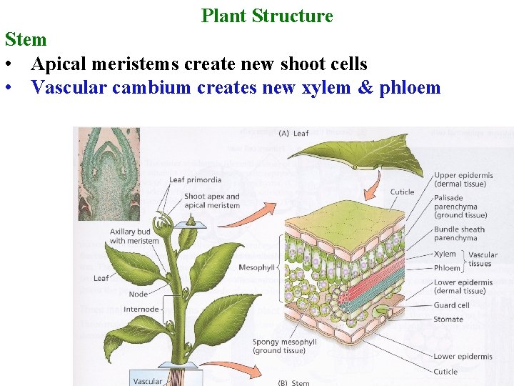 Plant Structure Stem • Apical meristems create new shoot cells • Vascular cambium creates