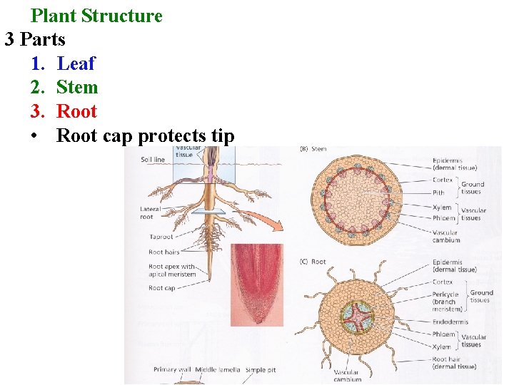 Plant Structure 3 Parts 1. Leaf 2. Stem 3. Root • Root cap protects