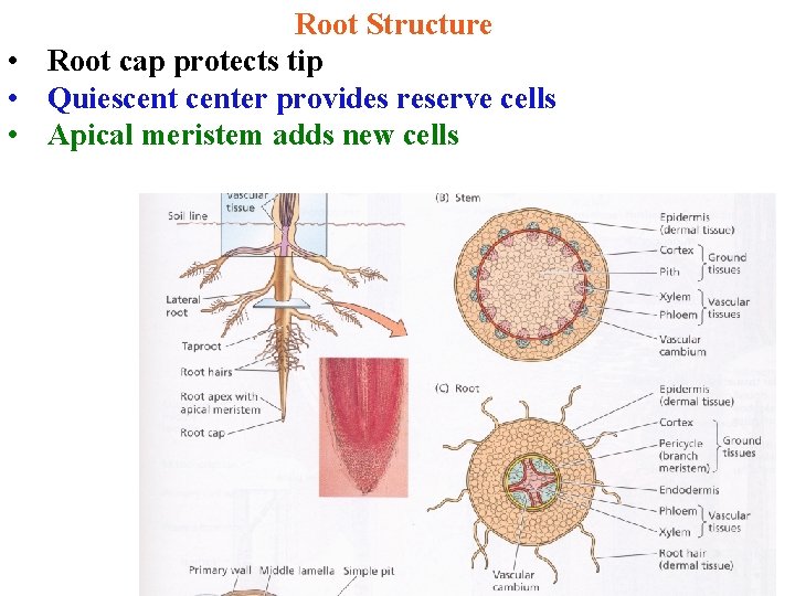 Root Structure • Root cap protects tip • Quiescenter provides reserve cells • Apical